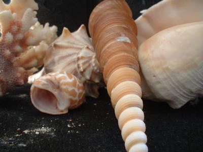 <img:http://elftown.heddate.com/stuff/z/169023/seashells%25205/i1255993108_22.jpg?y=300>