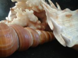 <img250*0:stuff/z/169023/seashells%25205/i1255993108_23.jpg>
