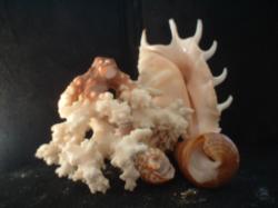 <img250*0:stuff/z/169023/seashells%25205/i1255993108_24.jpg>
