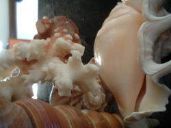 <img250*0:stuff/z/169023/seashells%25205/i1255993108_25.jpg>