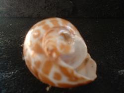 <img250*0:stuff/z/169023/seashells%25205/i1255993108_26.jpg>