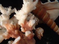 <img250*0:stuff/z/169023/seashells%25205/i1255993108_27.jpg>