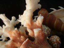 <img250*0:stuff/z/169023/seashells%25205/i1255993108_28.jpg>