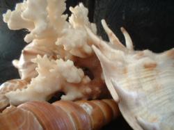 <img250*0:stuff/z/169023/seashells%25205/i1255993108_29.jpg>