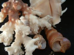 <img250*0:stuff/z/169023/seashells%25205/i1255993108_30.jpg>