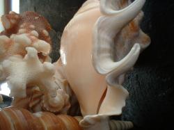 <img250*0:stuff/z/169023/seashells%25205/i1255993109_31.jpg>