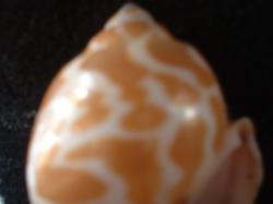 <img250*0:stuff/z/169023/seashells%25205/i1255993109_32.jpg>