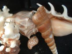 <img250*0:stuff/z/169023/seashells%25205/i1255993109_33.jpg>