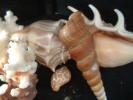 Seashells