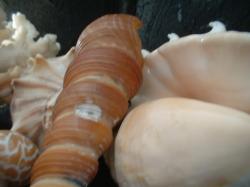 <img250*0:stuff/z/169023/seashells%25205/i1255993109_34.jpg>