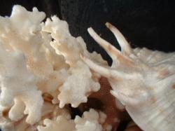 <img250*0:stuff/z/169023/seashells%25205/i1255993109_35.jpg>