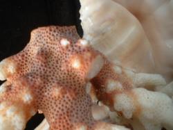 <img250*0:stuff/z/169023/seashells%25205/i1255993109_36.jpg>