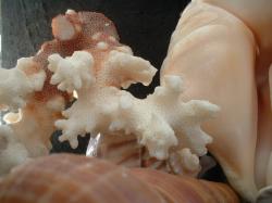 <img250*0:stuff/z/169023/seashells%25205/i1255993109_37.jpg>