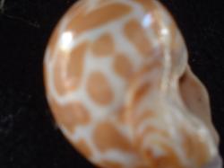 <img250*0:stuff/z/169023/seashells%25205/i1255993109_38.jpg>