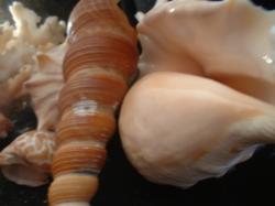<img250*0:stuff/z/169023/seashells%25205/i1255993109_39.jpg>