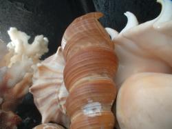 <img250*0:stuff/z/169023/seashells%25205/i1255993109_40.jpg>
