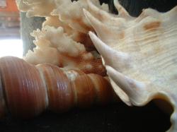 <img250*0:stuff/z/169023/seashells%25205/i1255993109_41.jpg>