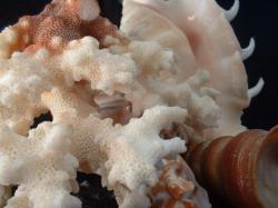 <img250*0:stuff/z/169023/seashells%25206/i1255994032_1.jpg>