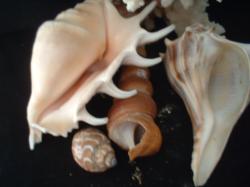 <img250*0:stuff/z/169023/seashells%25206/i1255994032_10.jpg>