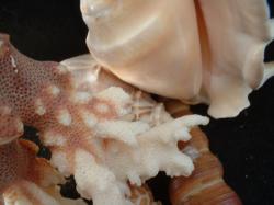 <img250*0:stuff/z/169023/seashells%25206/i1255994032_2.jpg>