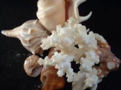 <img250*0:stuff/z/169023/seashells%25206/i1255994032_3.jpg>