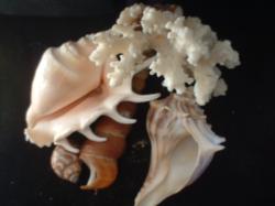 <img250*0:stuff/z/169023/seashells%25206/i1255994032_4.jpg>