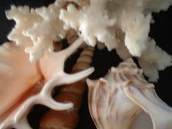 <img250*0:stuff/z/169023/seashells%25206/i1255994032_5.jpg>