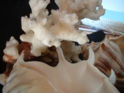 <img250*0:stuff/z/169023/seashells%25206/i1255994032_6.jpg>
