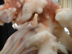 <img250*0:stuff/z/169023/seashells%25206/i1255994032_8.jpg>
