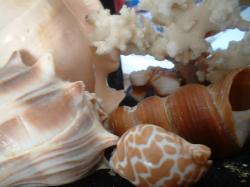 <img250*0:stuff/z/169023/seashells%25206/i1255994032_9.jpg>