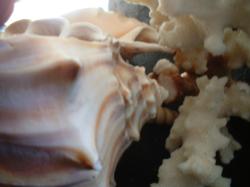 <img250*0:stuff/z/169023/seashells%25206/i1255994033_11.jpg>