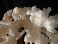 <img250*0:stuff/z/169023/seashells%25206/i1255994033_13.jpg>