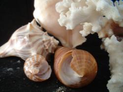 <img250*0:stuff/z/169023/seashells%25206/i1255994033_14.jpg>