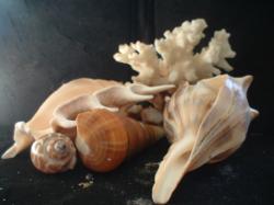 <img250*0:stuff/z/169023/seashells%25206/i1255994033_15.jpg>