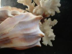 <img250*0:stuff/z/169023/seashells%25206/i1255994033_16.jpg>
