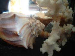 <img250*0:stuff/z/169023/seashells%25206/i1255994033_17.jpg>