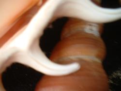<img250*0:stuff/z/169023/seashells%25206/i1255994033_18.jpg>
