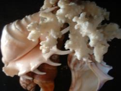 <img250*0:stuff/z/169023/seashells%25206/i1255994033_19.jpg>