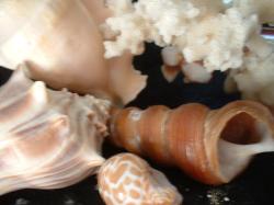 <img250*0:stuff/z/169023/seashells%25206/i1255994033_20.jpg>