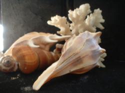<img250*0:stuff/z/169023/seashells%25206/i1255994033_21.jpg>