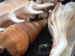 <img250*0:stuff/z/169023/seashells%25206/i1255994034_22.jpg>