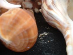 <img250*0:stuff/z/169023/seashells%25206/i1255994034_23.jpg>