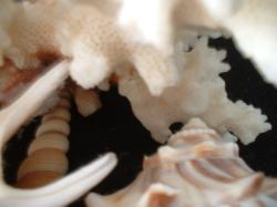 <img250*0:stuff/z/169023/seashells%25206/i1255994034_24.jpg>