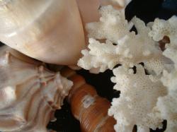 <img250*0:stuff/z/169023/seashells%25206/i1255994034_26.jpg>