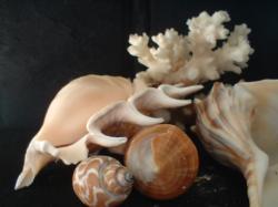 <img250*0:stuff/z/169023/seashells%25206/i1255994034_27.jpg>