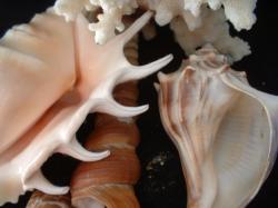<img250*0:stuff/z/169023/seashells%25206/i1255994034_28.jpg>