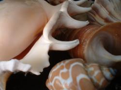 <img250*0:stuff/z/169023/seashells%25206/i1255994034_29.jpg>