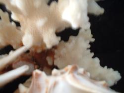 <img250*0:stuff/z/169023/seashells%25206/i1255994034_30.jpg>