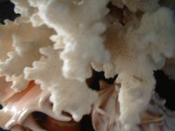 <img250*0:stuff/z/169023/seashells%25206/i1255994034_31.jpg>