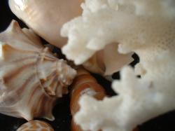 <img250*0:stuff/z/169023/seashells%25206/i1255994034_32.jpg>